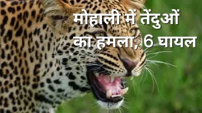 एक साथ 3 तेंदुओं का गांव पर हमला, 6 लोग घायल